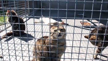 Contre la mise en fourrière et l'euthanasie des chats errants du hameau des Bonfillons !