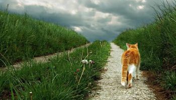 Stoppons la reproduction, l'abandon, la mise à mort des chats domestiques, libres et errants en Suisse !