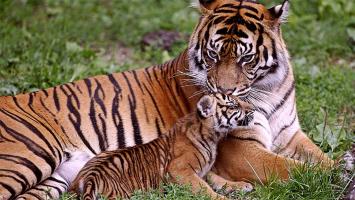 Pour un nouveau Temple des Tigres