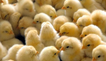 STOP au massacre des poussins vivants au hachoir