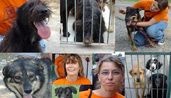 Coup de balai sur les bénévoles de la SPA de Montpellier Méditerranée Métropole