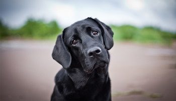 Luttez contre la maltraitance et la mise à mort des chiens en Iran