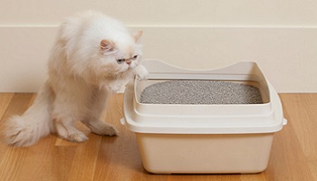 Pour que la justice soit rendue à propos du couple qui torture son chat