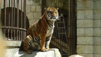 Contre l'utilisation d'animaux sauvages dans l'émission Fort Boyard !