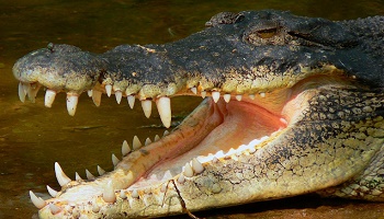 Contre l'utilisation de chats vivants pour nourrir des crocodiles au Pérou