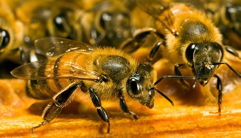 Sauvez la civilisation, sauvez les abeilles !