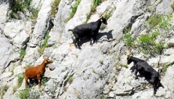 Halte à la honteuse fusillade de 3 chevrettes à Anduze (Gard)