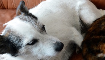 Stop à la souffrance animale