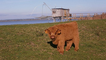 Sauvons les vaches de Corsept !