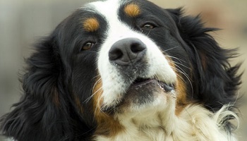 Arrêter le festival Yulin en Chine où des chiens sont torturés jusqu'à la mort