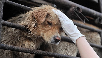 Basta festival de yulin en chine