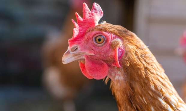 Nouveau scandale dans l'élevage de 