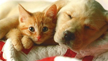 Diminuer le prix pour acheter un chat ou un chien à la SPA