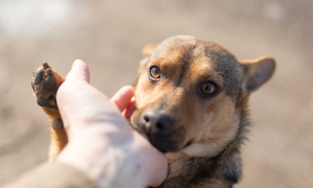 Encadrement des entités de sauvetage d'animaux