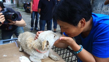 Non au festival de Yulin, arrêtez ce massacre !