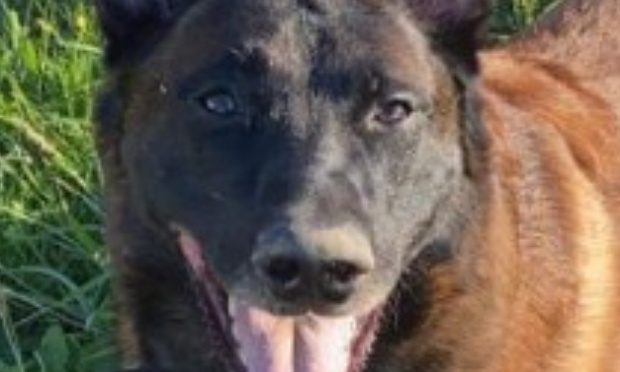 Pour la restitution de King et ses amis