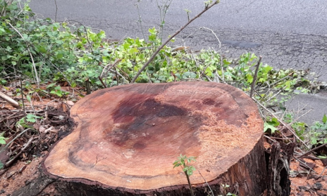 Stoppons la déforestation. Stop à la coupe des arbres et des fleurs à Marseille