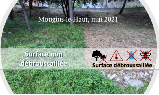 Pour un débroussaillement raisonné de la Nature sur Mougins-le-Haut et ses alentours