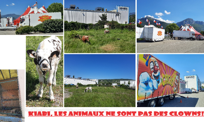 KIABI : STOP aux Cirques AVEC Animaux sur vos parkings !