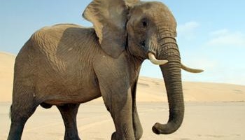 Non au trafic et à la maltraitance des animaux !