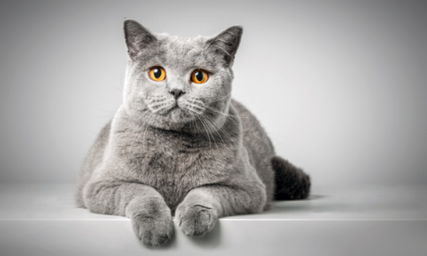 JUSTICE POUR T'CHIKA