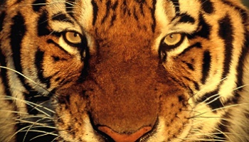 Oui aux animaux sauvages dans les cirques