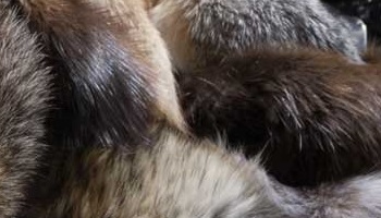 Interdiction de vendre et d'exporter de la fourrure en France