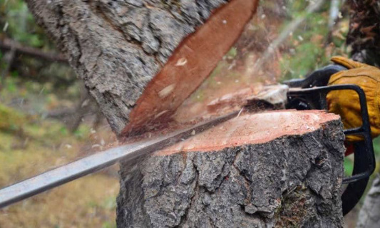 Stop à l'abattage des arbres et à la bétonisation