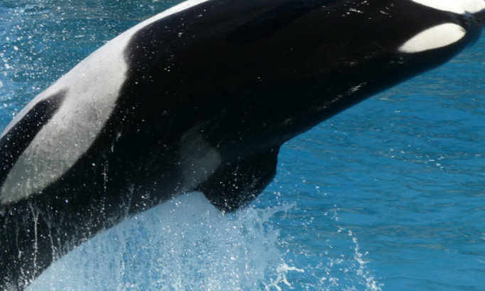 Non  à l'arrêt du spectacle des orques au Marineland d'Antibes en 2022