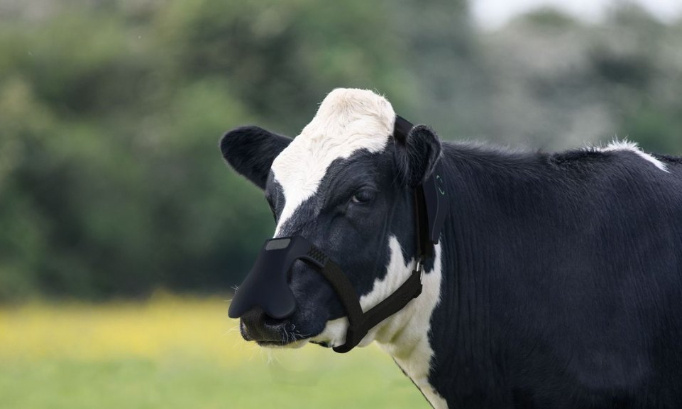 Un grand NON aux masques anti-rots pour les vaches !!!