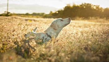 Insertion d'un GPS dans la puce d'identification des animaux.
