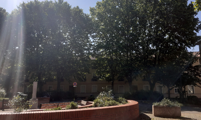 Halte aux massacres des arbres