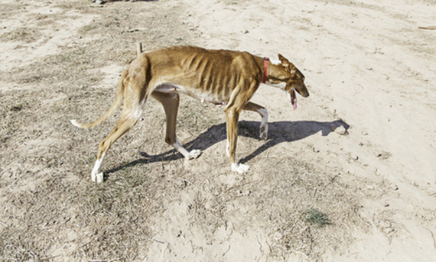 Fin de la misère animale !