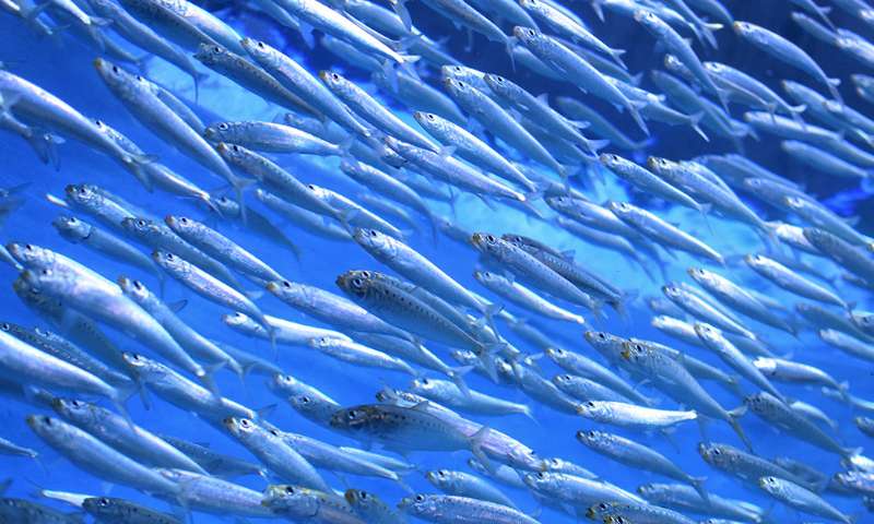 Sauvons nos océans et notre écosystème : NON à la surpêche !