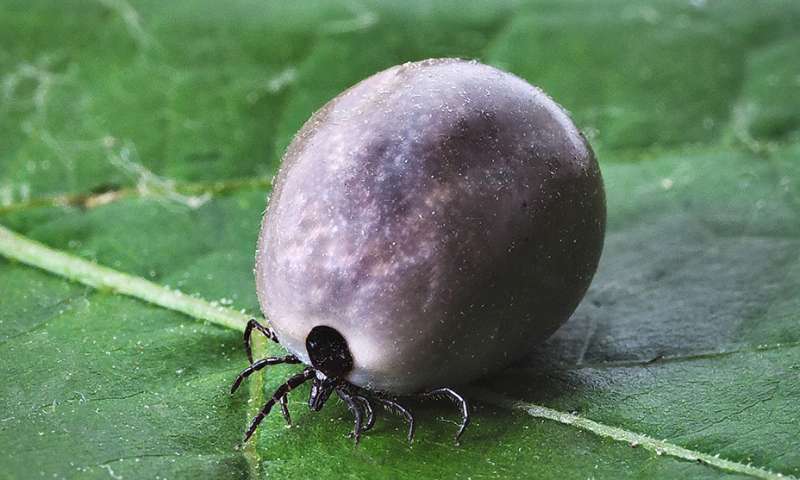 NON au silence d'État sur la Maladie de Lyme !