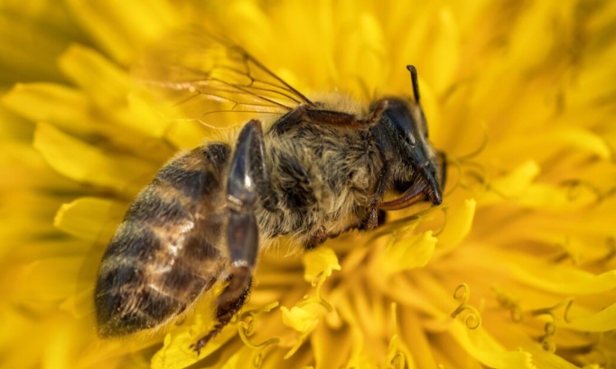Stoppons l’extermination des abeilles, stoppons le retour des néonicotinoïdes !