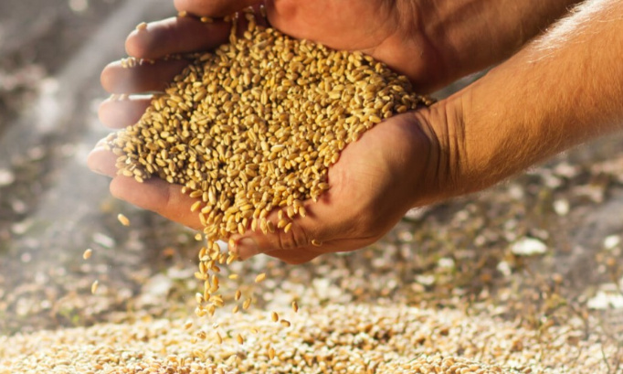 Récupérons de toute urgence notre souveraineté alimentaire régionale !