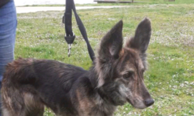 APPEL D'URGENCE A MONSIEUR HUGO CLEMENT - YUNA ASSASSINEE A 5 ANS