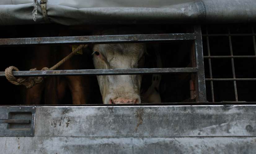 STOP AUX EXPORTATIONS D’ANIMAUX VIVANTS