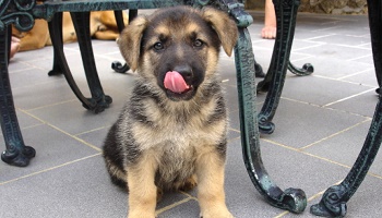 Non à l'abandon des animaux