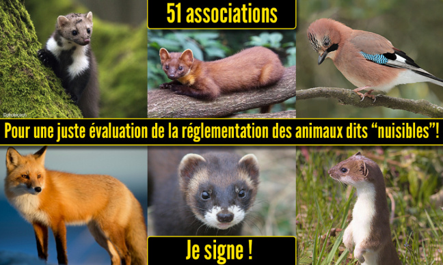 Pour une juste évaluation de la réglementation des animaux dits « nuisibles »