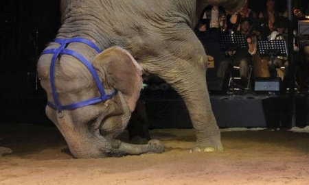 La fin des animaux sauvages dans les cirques