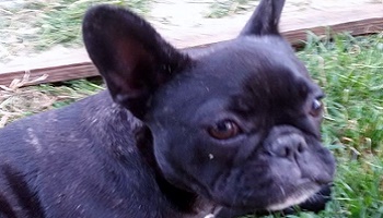 Retrouver Shana, bulldog français.