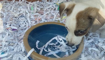 Fermeture de l'animalerie G.S.P (Groupe Services Plus)