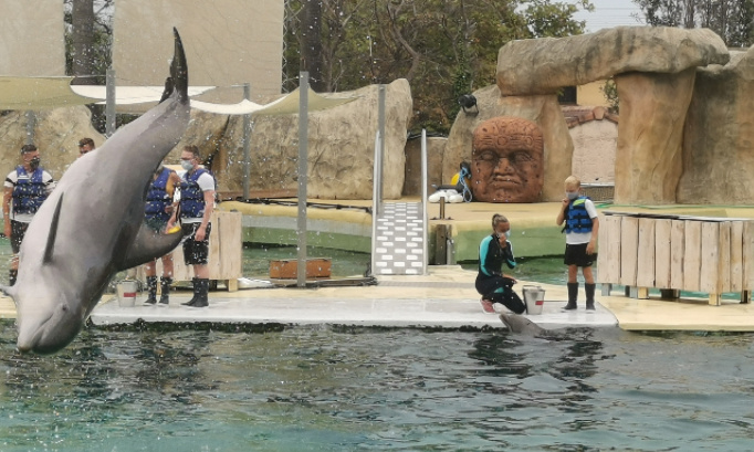 Non à la fermeture définitive de tous les delphinariums