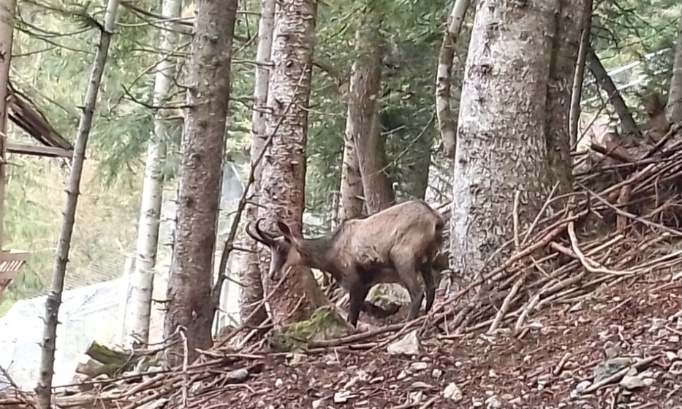 Contre la déforestation !!