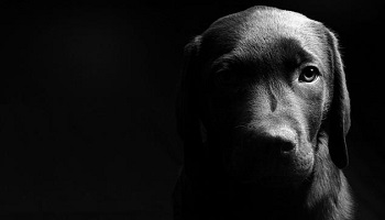 Protégez les animaux contre l'abandon