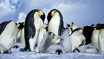 Sauver tous les animaux