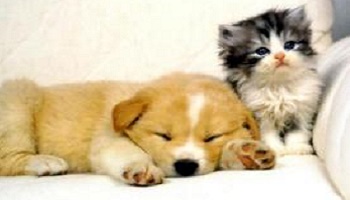 Que les peines soient plus sévères envers la maltraitance des animaux !