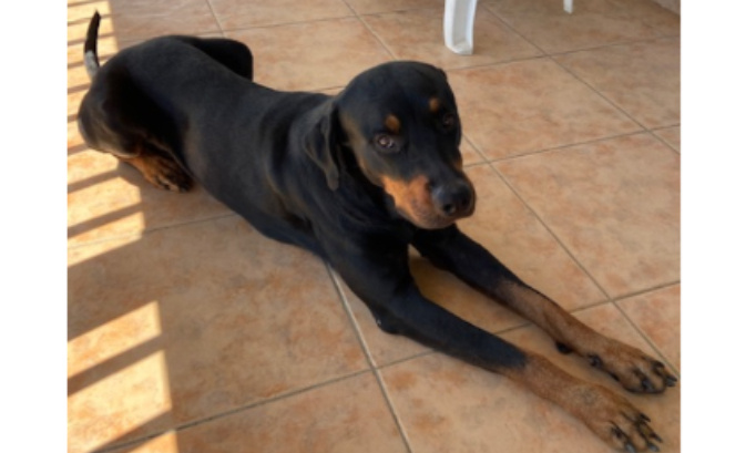 Animaux en danger. Il faut que cesse ces actes cruels, inhumains et irrespectueux !